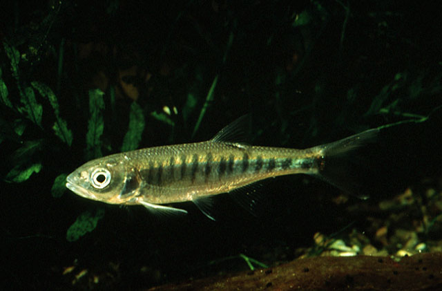 (Raiamas) Род РАЯМАСЫ 16 видов